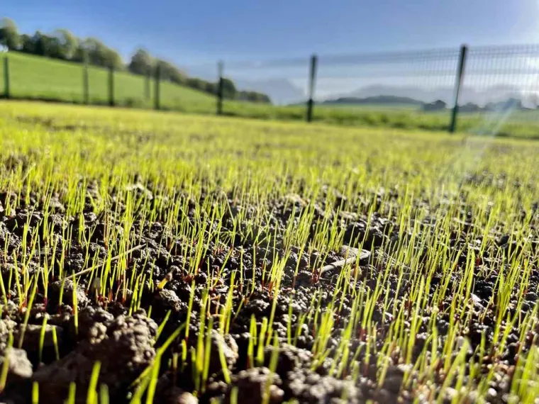 Création d’un engazonnement, Annecy, TERR'PAYSAGE